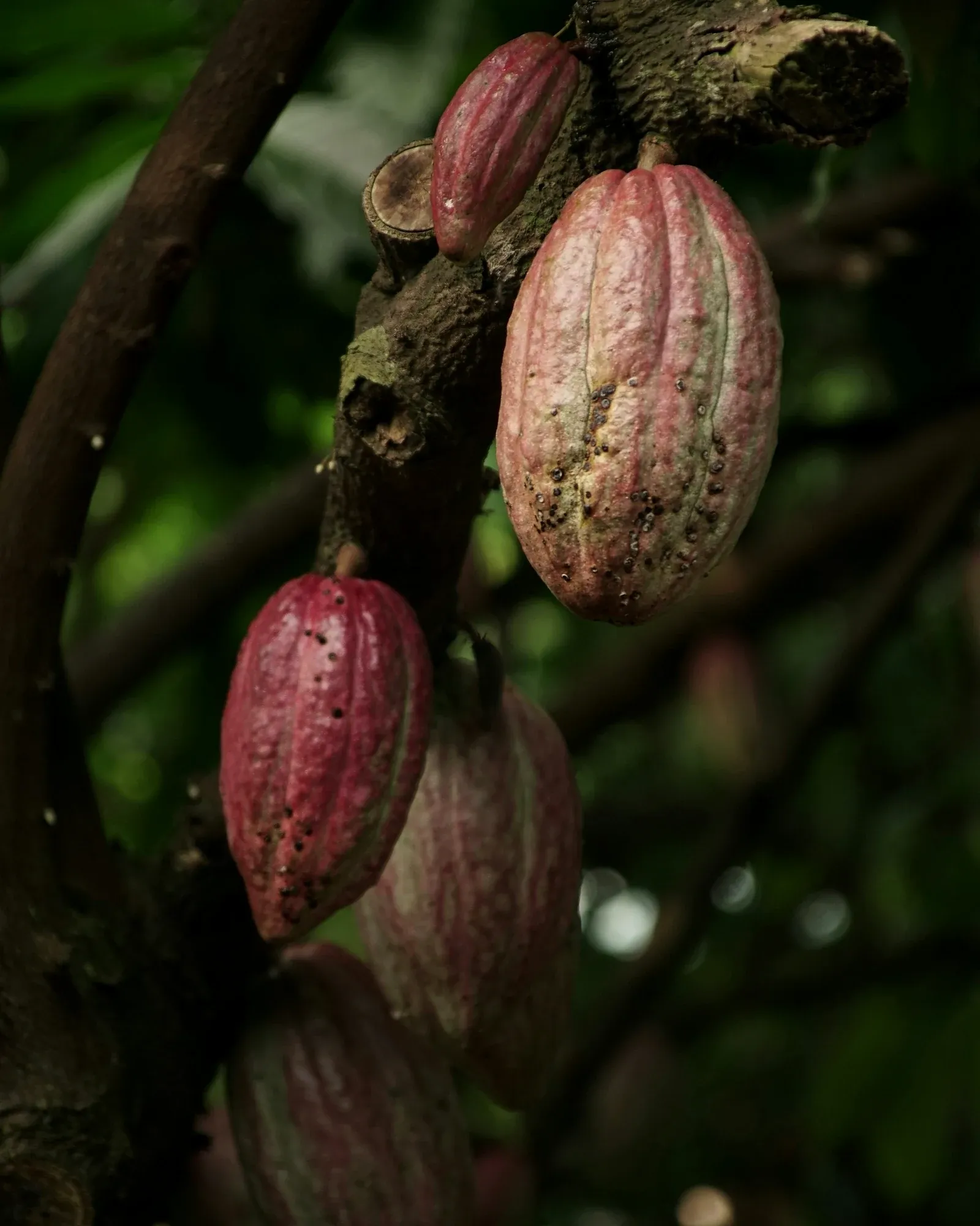 Ripening cacao pods, red and pink, hanging from the trunk of a shaded tree.