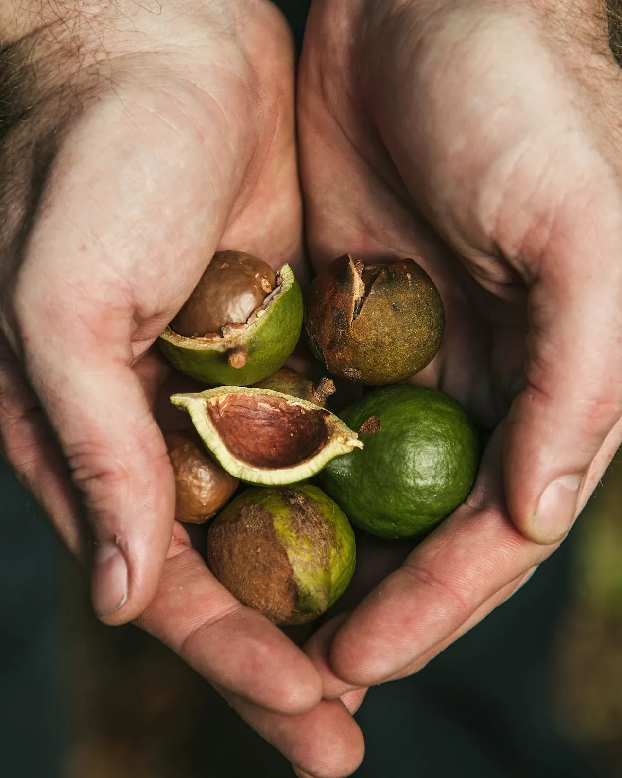 Cupped hands holding fresh macadamia nuts, some still in green husks, some split open.
